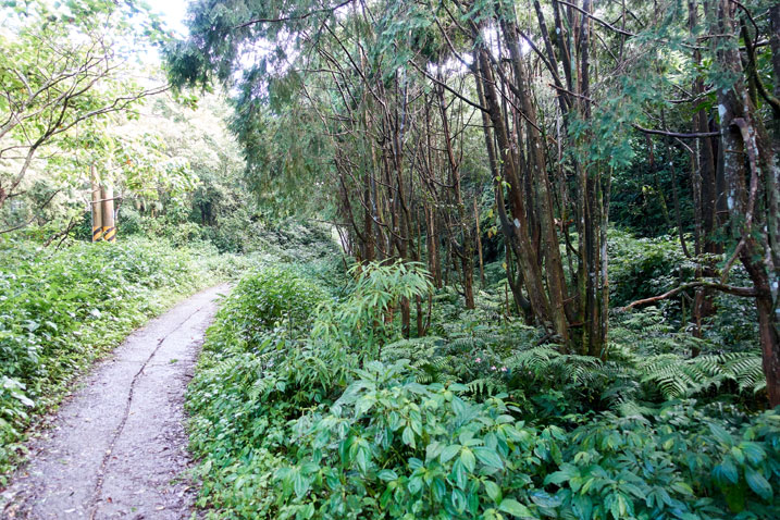 Old concrete narrow road in middle of forest