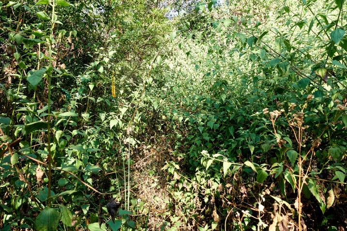 Overgrown mountain trail - ZuMuShan 足母山