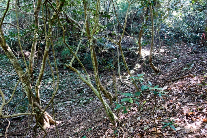 Mountain ridge trail - many trees and leaves on ground - ZuMuShan 足母山