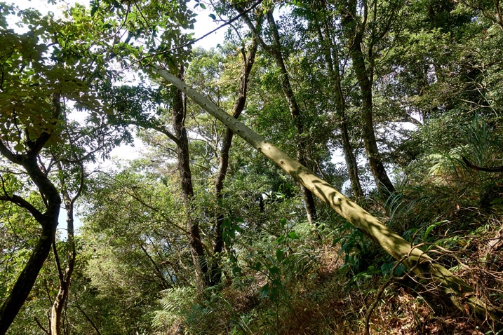 Old half fallen telephone pole - many trees around - ZuMuShan 足母山