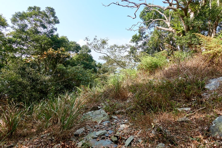 Tall brown grass and trees in the distance - ZuMuShan 足母山 trail