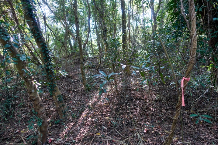 Red ribbon tied to tree in distance in forest - XinZhiShan - 新置山