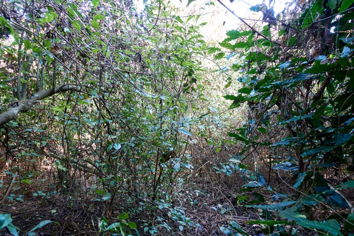 jungle - forest - lots of trees and overgrowth - XinZhiShan - 新置山
