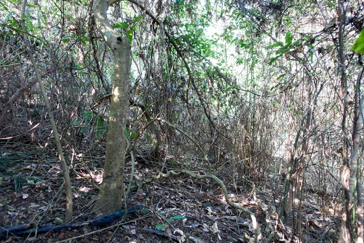 jungle - forest - lots of trees and overgrowth - XinZhiShan - 新置山