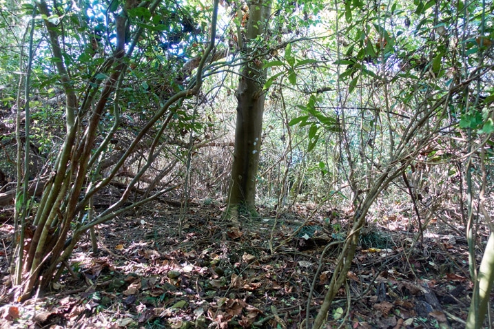 jungle - forest - lots of trees and overgrowth - XinZhiShan - 新置山