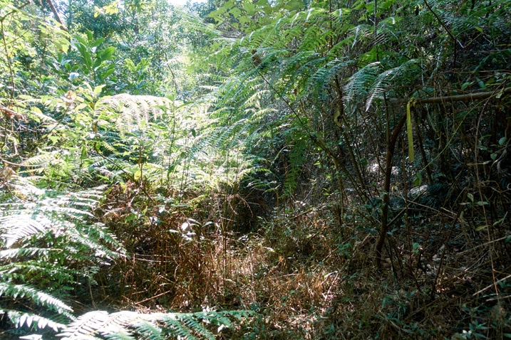 dense jungle - XinZhiShan - 新置山
