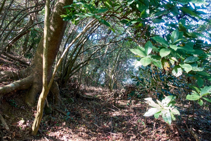 Abandoned mountain dirt road - trees and overgrowth - XinZhiShan - 新置山