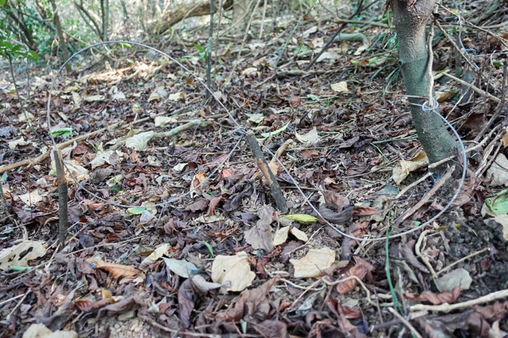 Wire snare traps in forest - XinZhiShan - 新置山