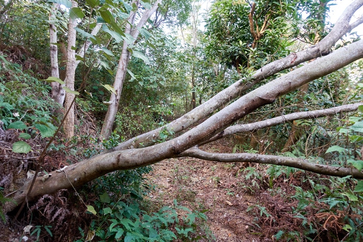 Fallen tree blocking dirt road in the mountains - WuTanShan - 武潭山