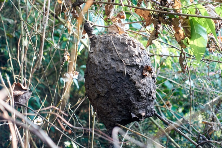 Bee hive - WuTanShan - 武潭山