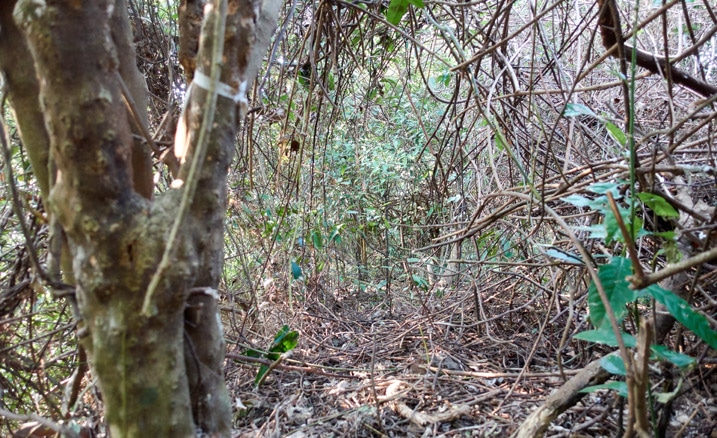 Tangled mess of overgrowth that has been cut -WuTanShan - 武潭山