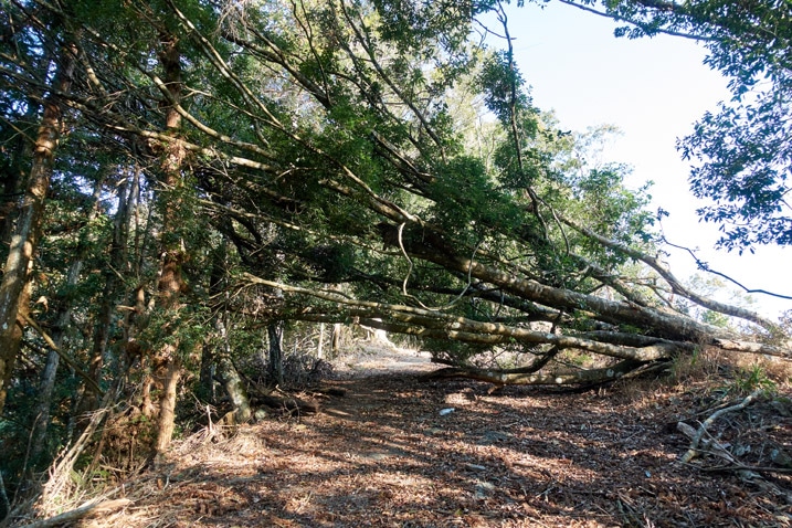 Trees fallen over mountain road